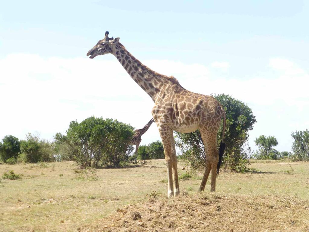 8 Days Kenya Luxury Lodge Safari